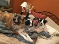 Jess_WithDogs_10-2017 (2)